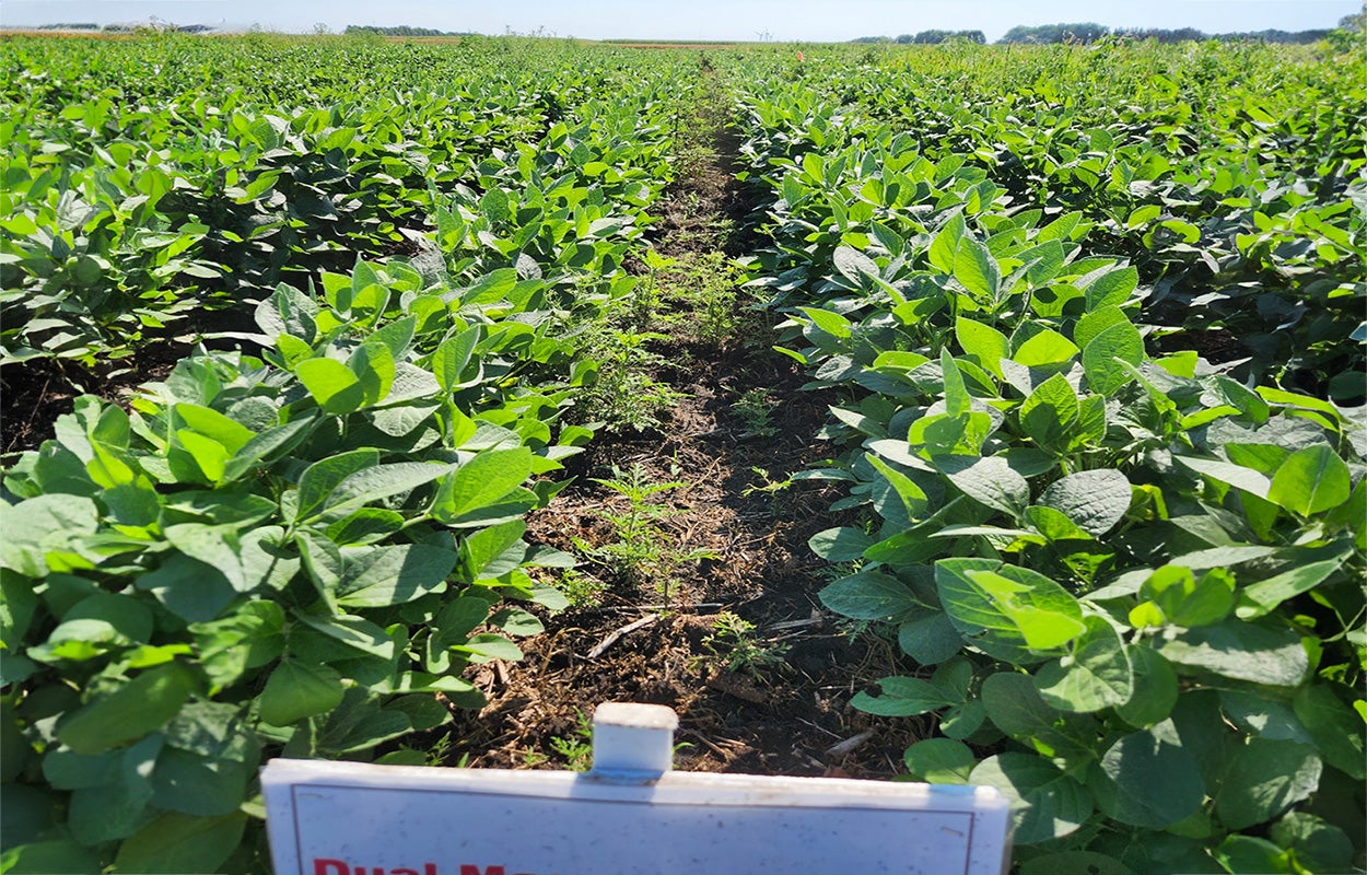 Many common ragweed plants growing between rows of soybean where the simple herbicide program was applied.
