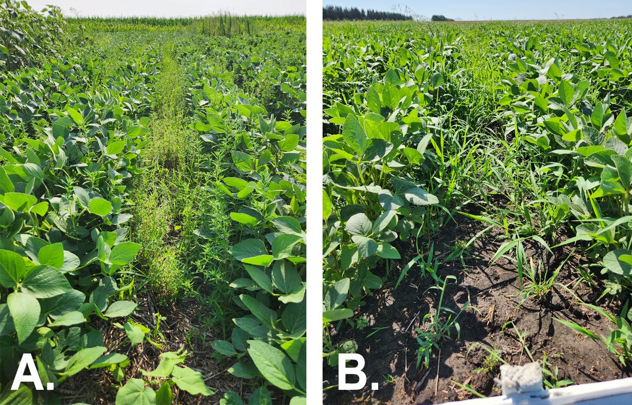 Two soybean research plots with kochia and foxtail weeds growing abundantly between rows.