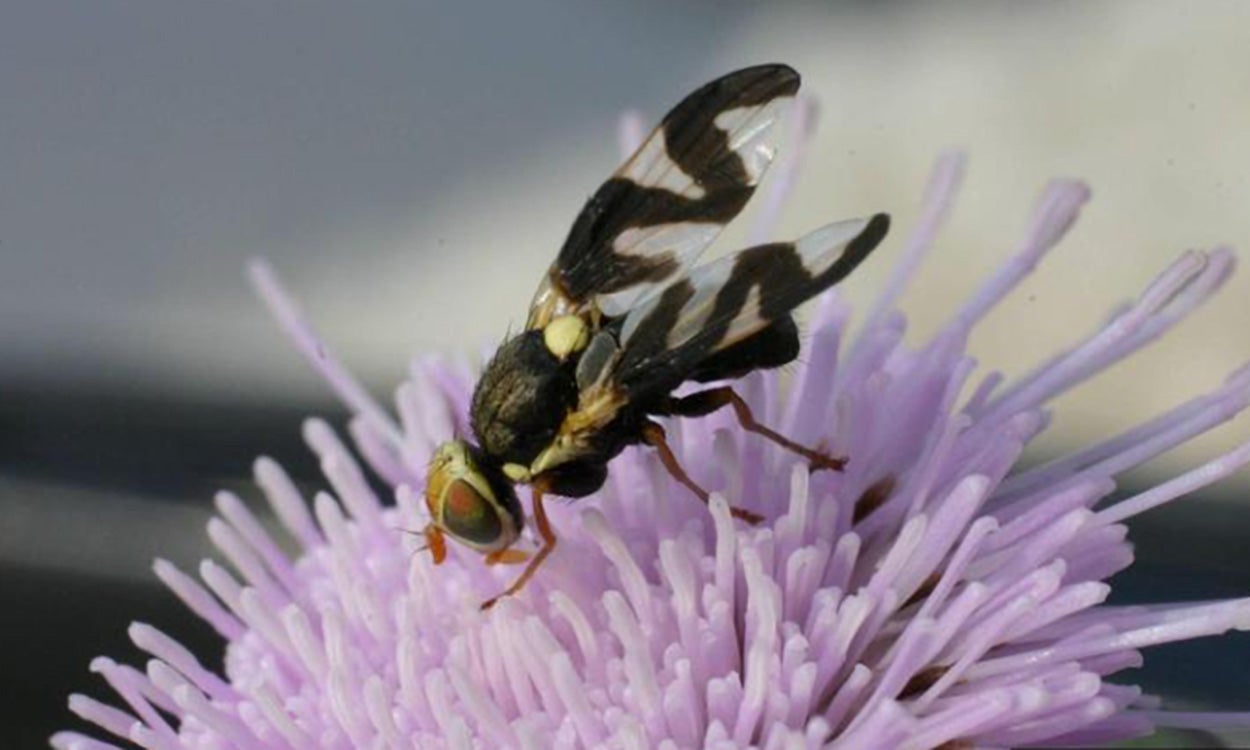 A Black and white fly on a light purple flower.