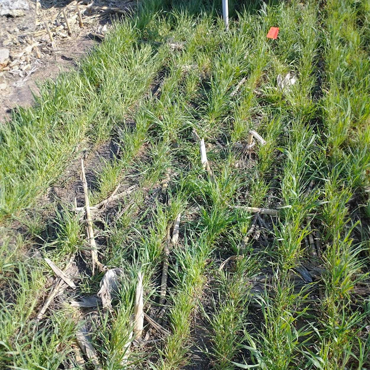 Drill-planted cereal rye cover crops growing in rows in a harvested field.