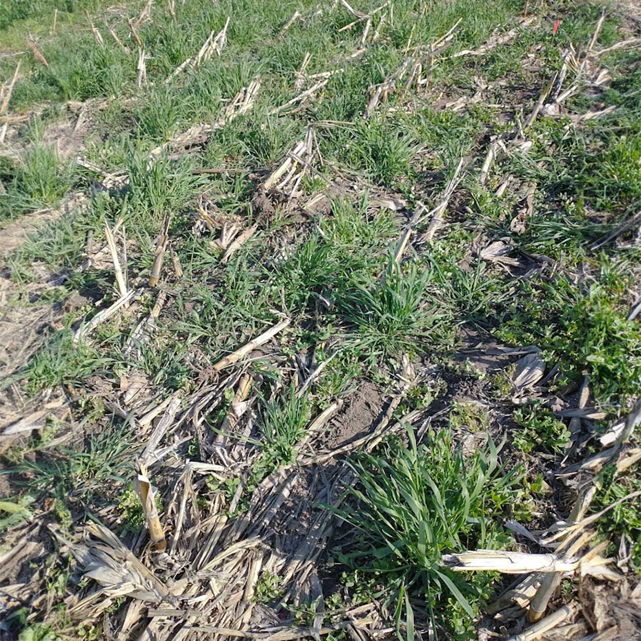 Pre-harvest broadcast cereal rye cover crop growing throughout a field.