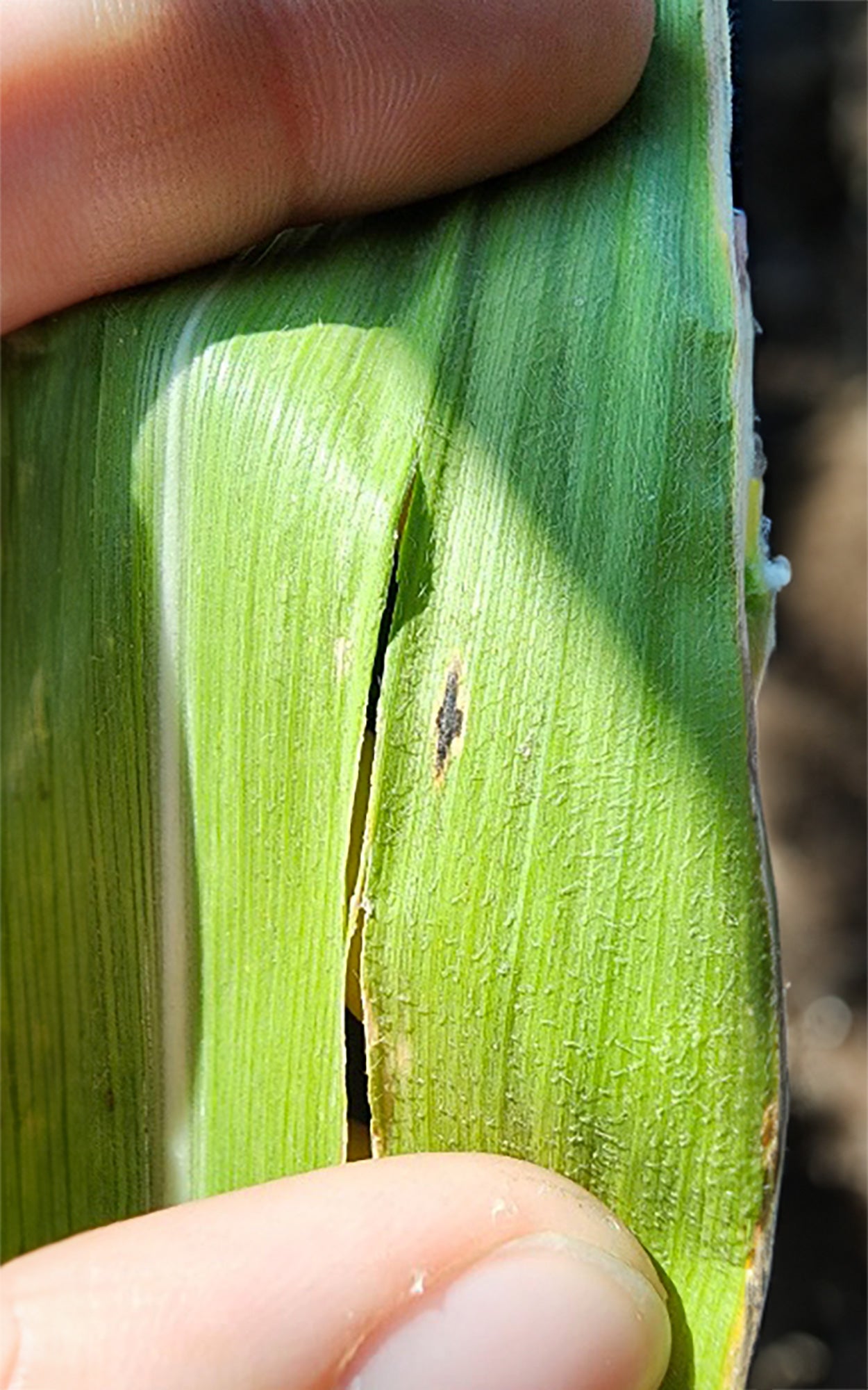 Hands holding a corn leaf with a single tar spot lesion developing.