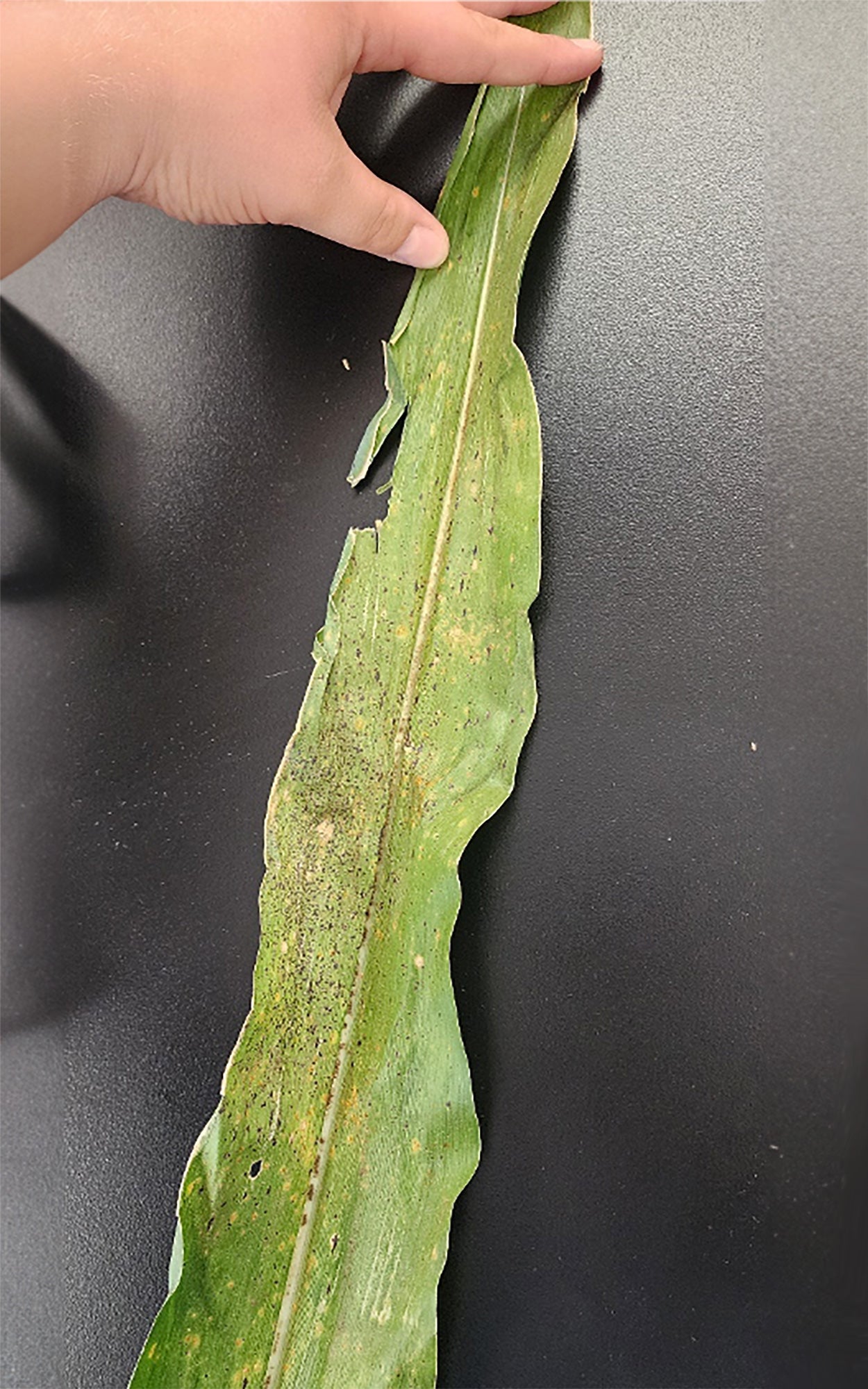 A corn leaf sample with moderate infection of tar spot.