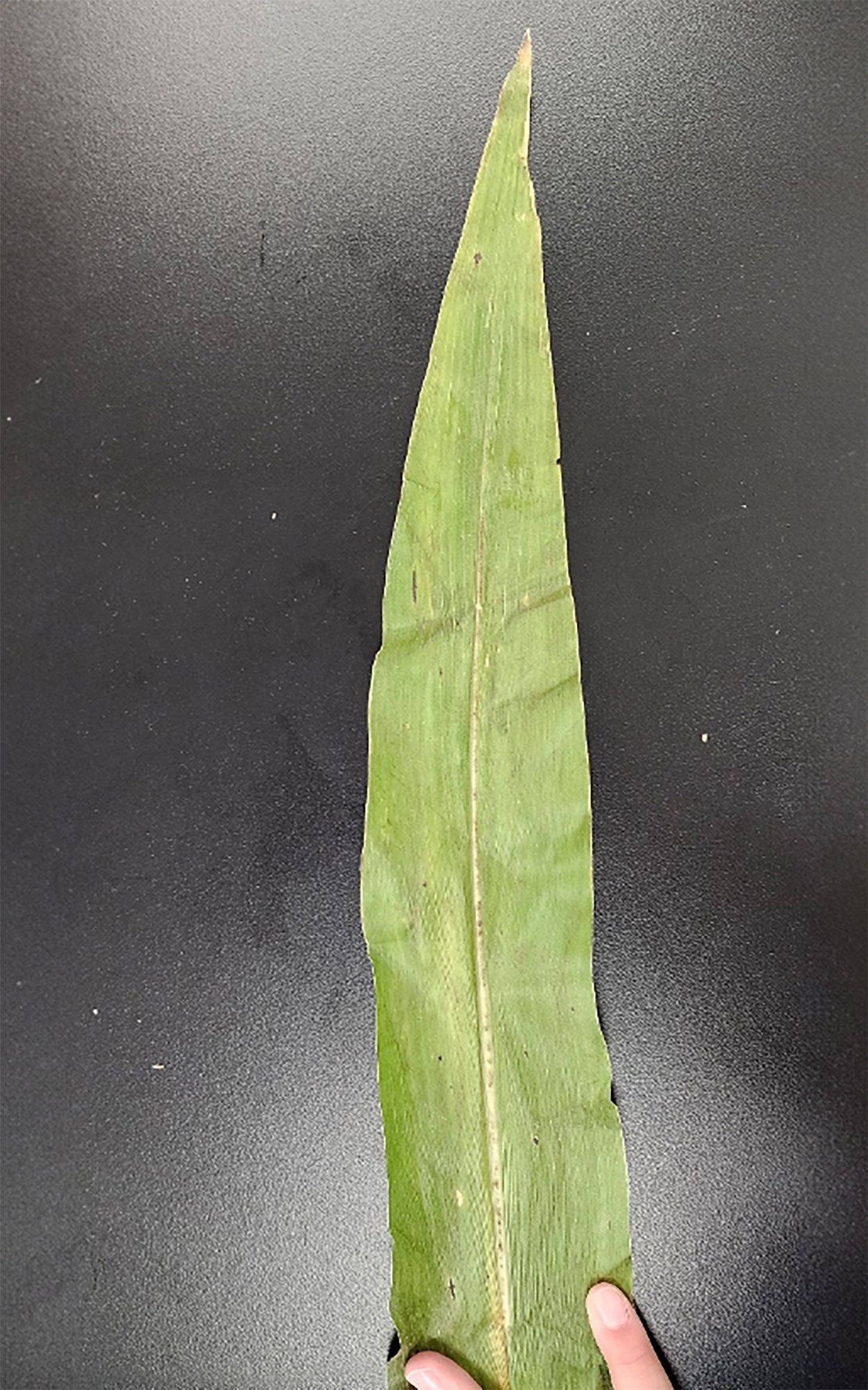 A corn leaf sample exhibiting multiple, moderate tar spot lesions.