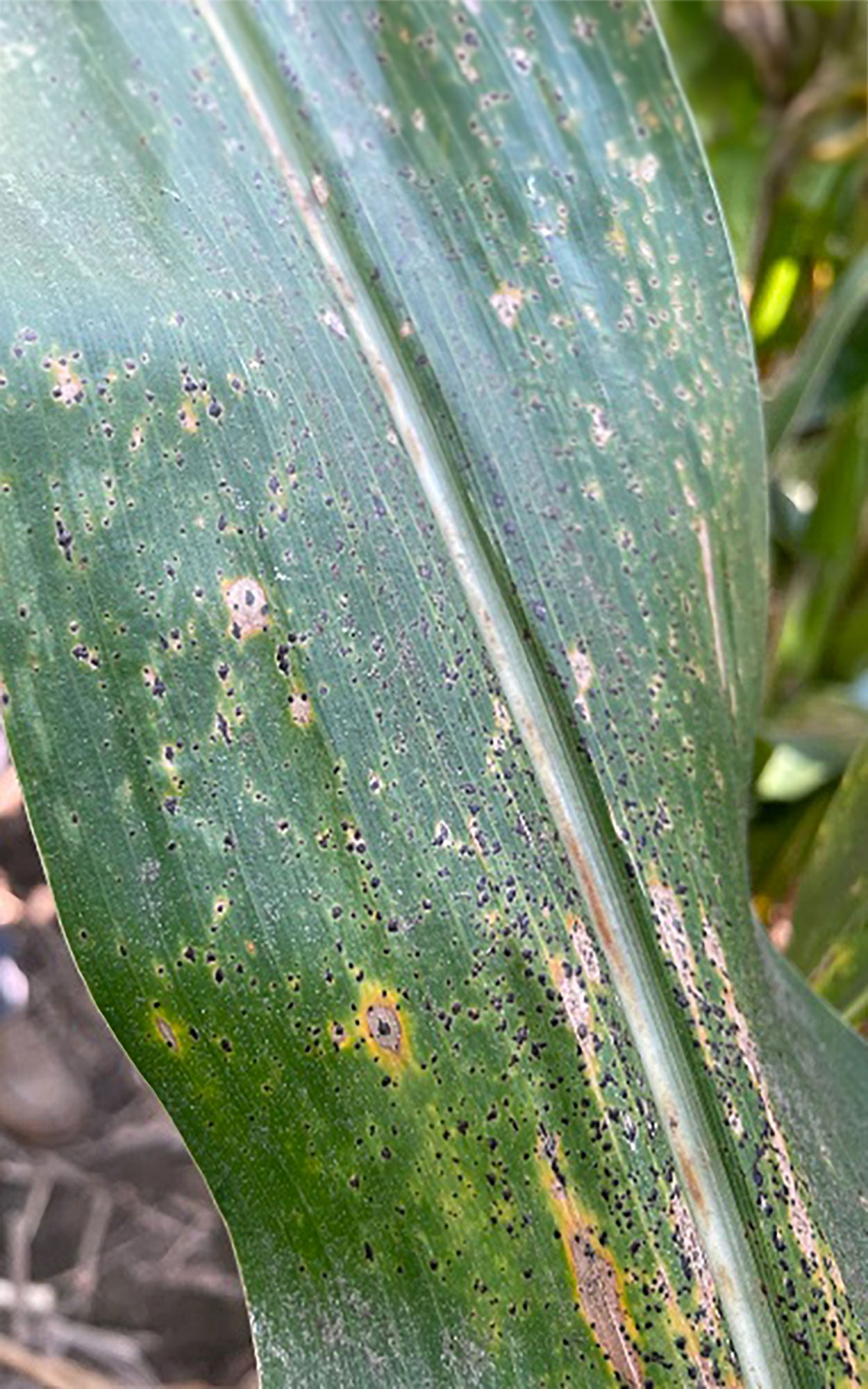 Corn leaf with sever tar spot lesions and discoloration throughout its surface.