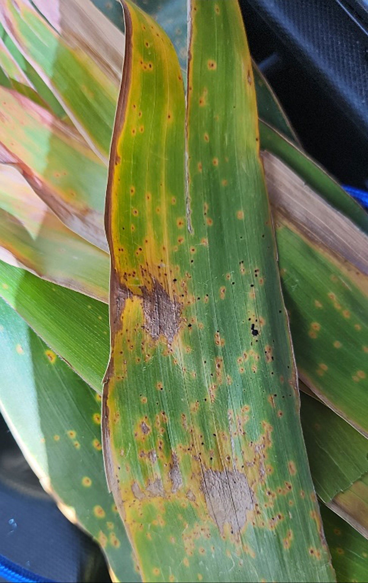 Corn leaf with multiple tar spot lesions. The smaller lesions are about the size of a pen tip.