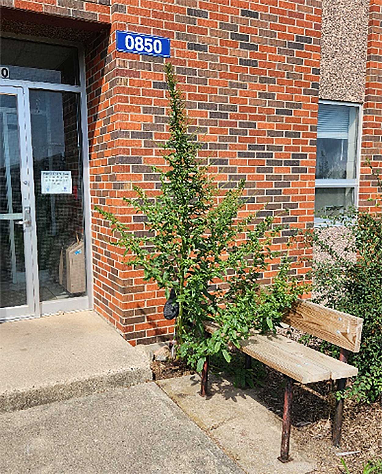 A tall, green waterhemp plant next to a wooden bench, sidewalk, and red-brick building.