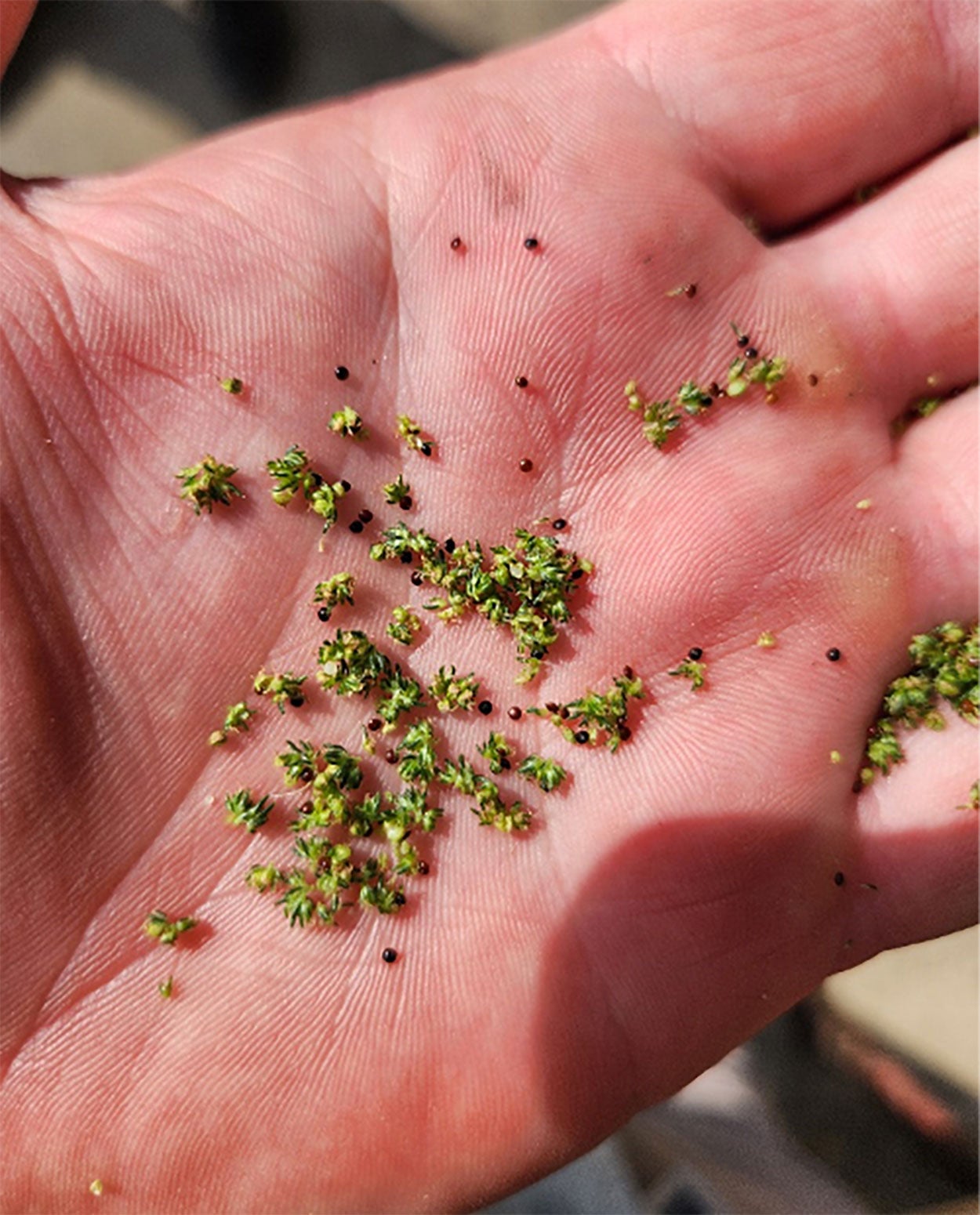 Small, green and yellow florets being held by a hand.