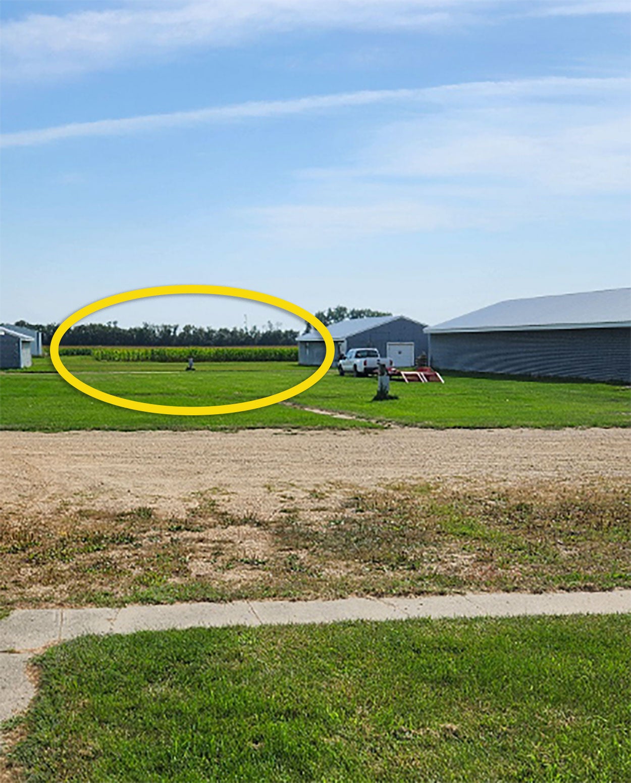 A picture of some blue and white sheds amongst a brown, gravel driveway and green lawn. A yellow circle in the background denotes the location of waterhemp plants.