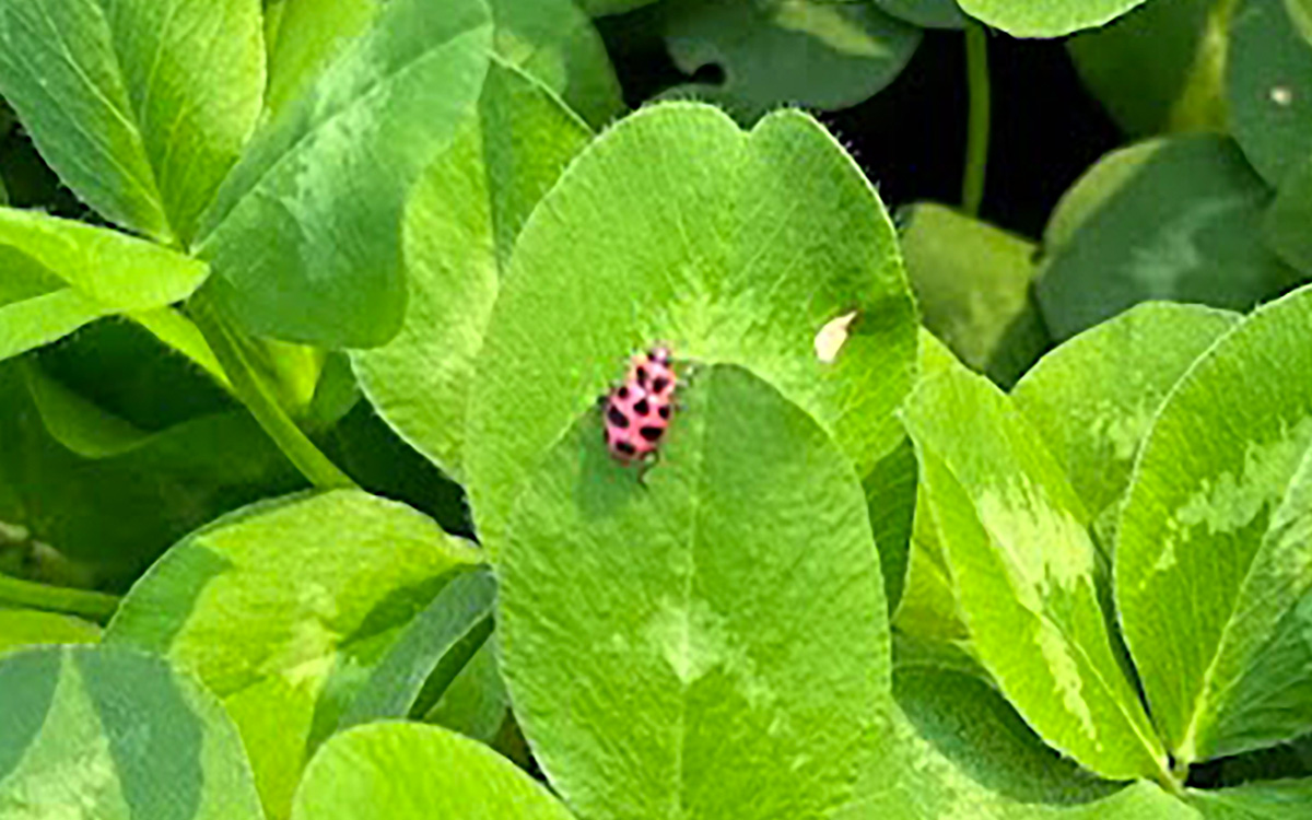 A red, spotted lady beetle on red clover plant.