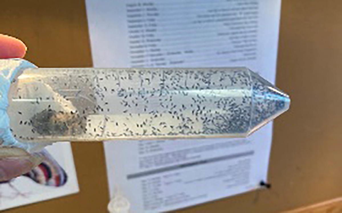 Researcher holding vial full of small, parasitoid wasps.