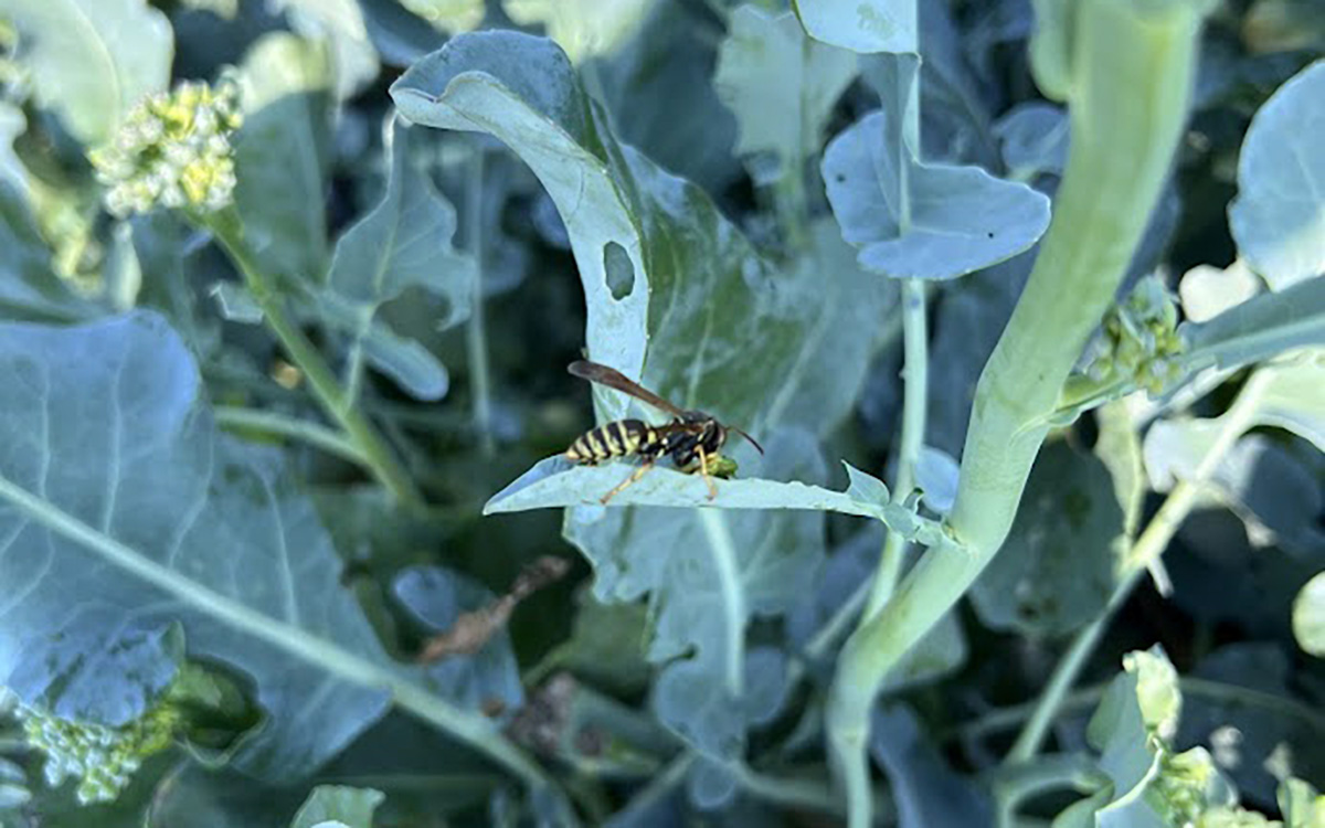 A yellow-and-black wasp feeding on a green caterpillar on a brassica leaf.