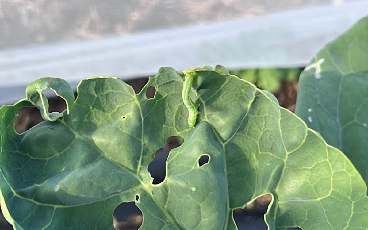 A small, green caterpillar chewing holes in the leaves of a broccolini plant.