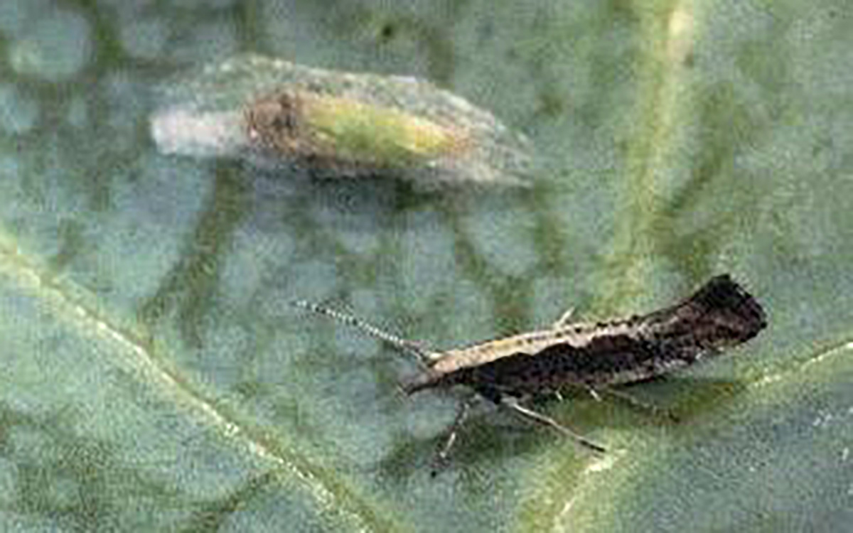 An adult diamondback moth resting on the leaf of a brassica plant.