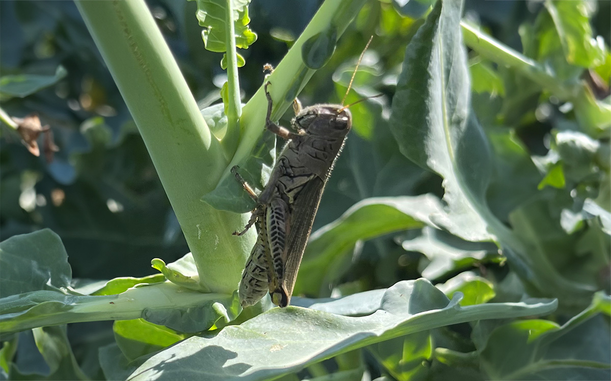 An adult grasshopper resting on the stem of a brassica plant.