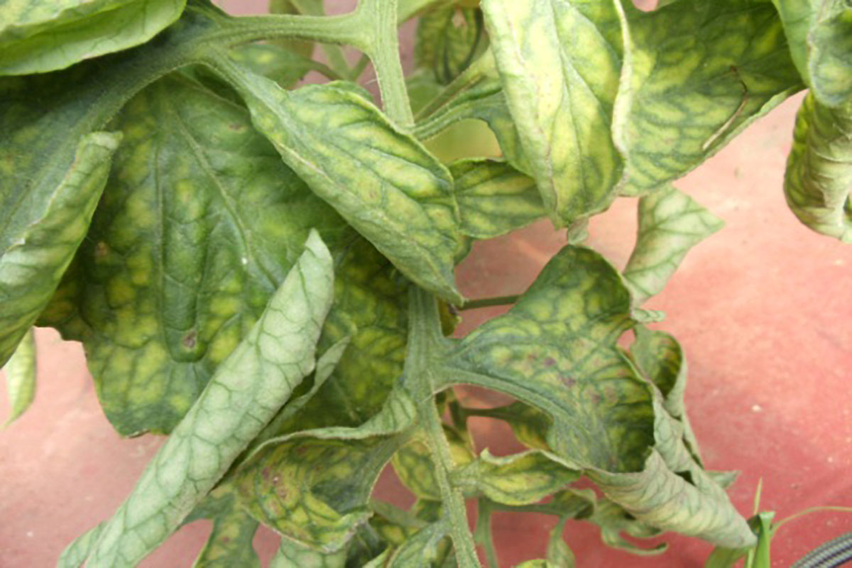 Tomato leaves demonstrating early symptoms of Magnesium deficiency.