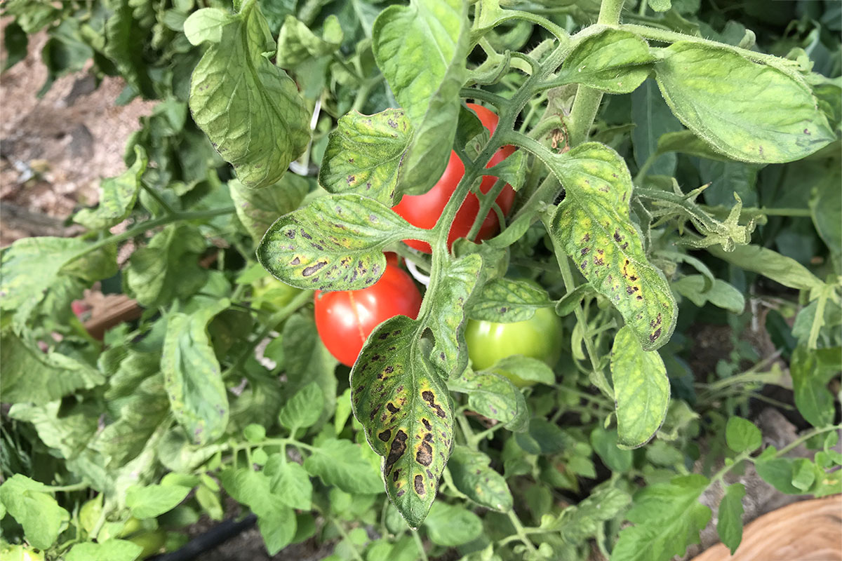 Tomato plant with advanced Magnesium deficiency symptoms on its lower leaves.