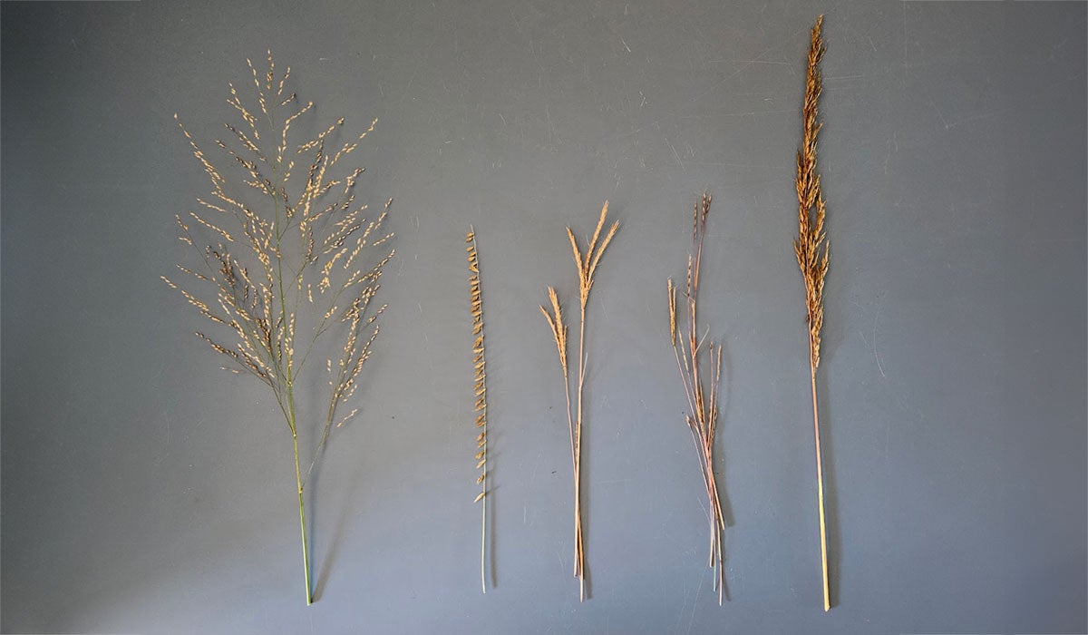 Five stems of different grasses with seeds.