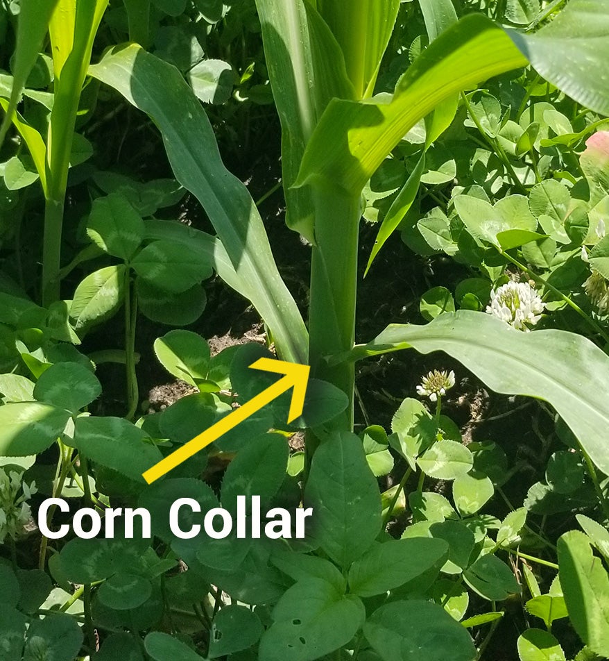 A yellow arrow indicates a corn collar blade breaking away from a green corn stalk.