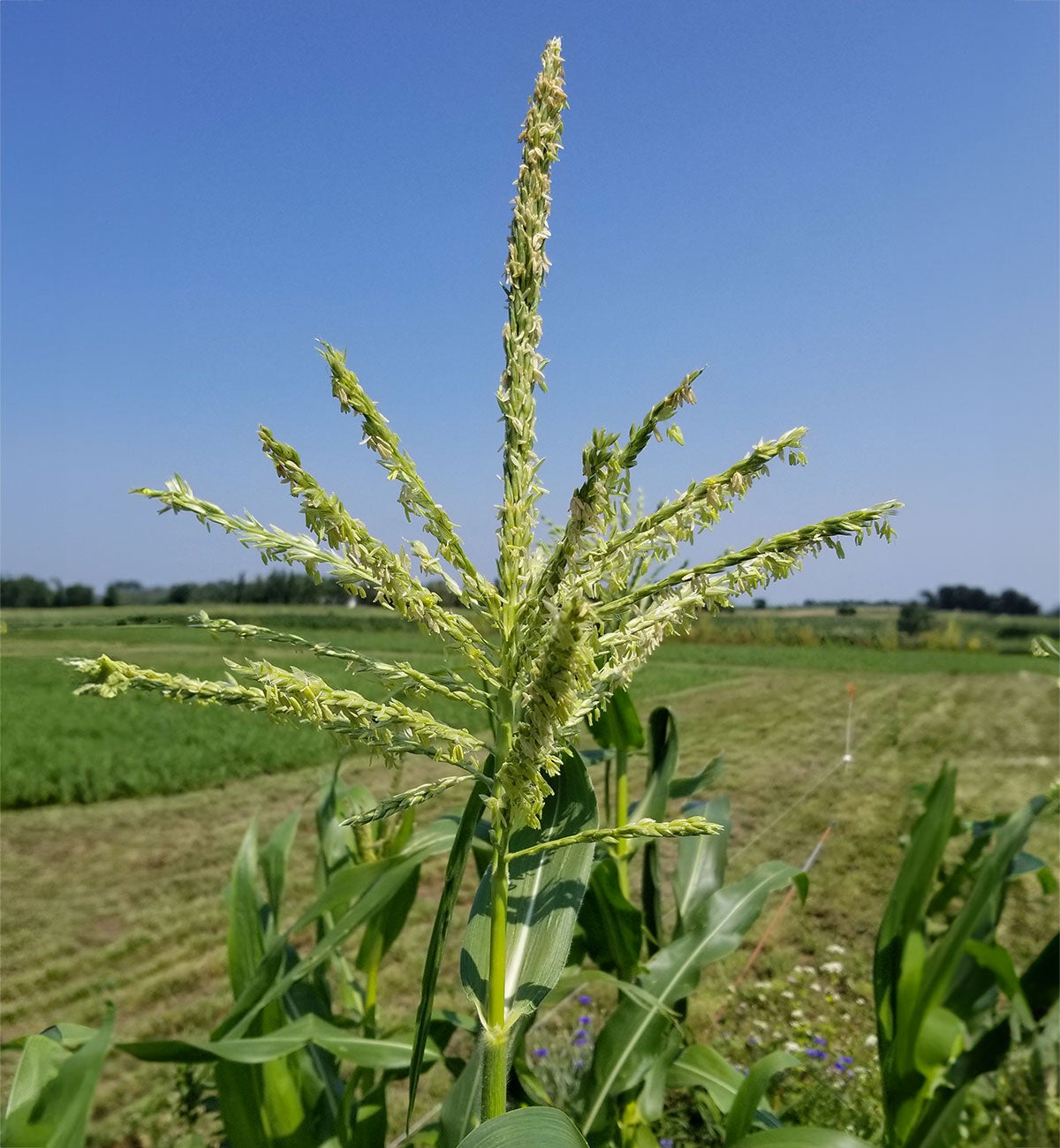 Cornstalk exhibiting several spiring tassels branching out from the tip of the plant.