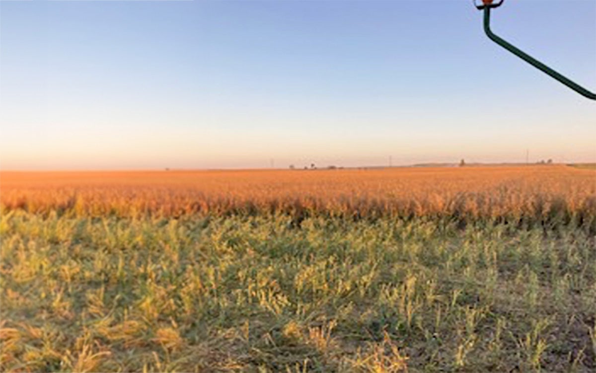 Crop residue spread throughout a harvested canola field.