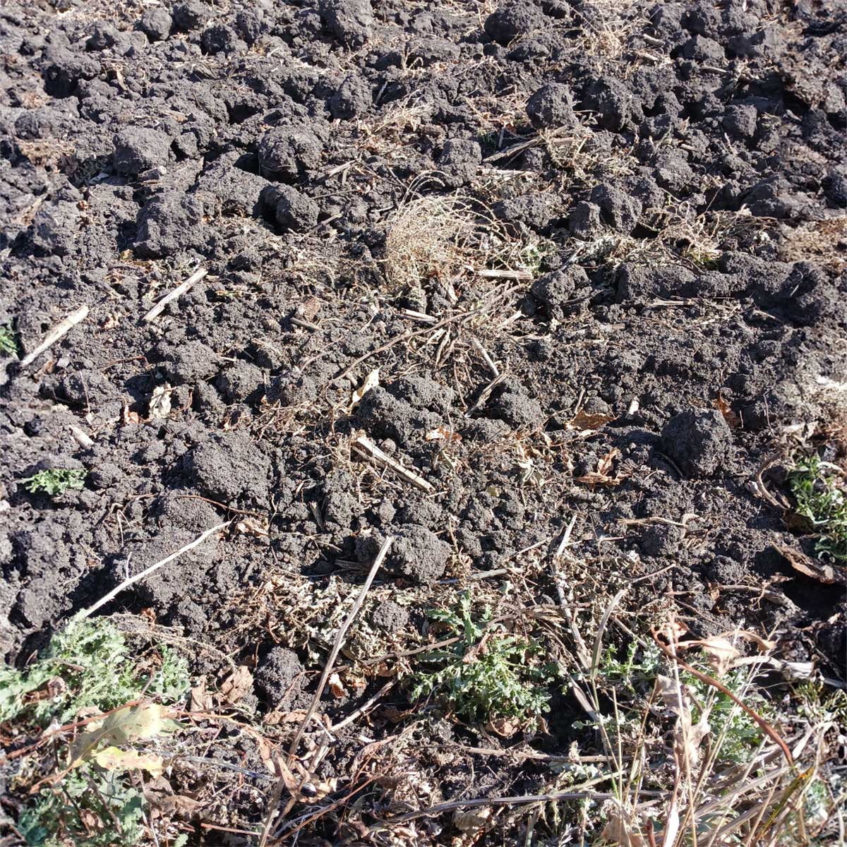 A plot of tilled soil with cracks and numerous clumps of dry soil scattered throughout.