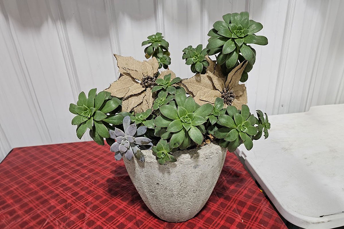 ot of succulents with burlap poinsettia decorations on red tablecloth