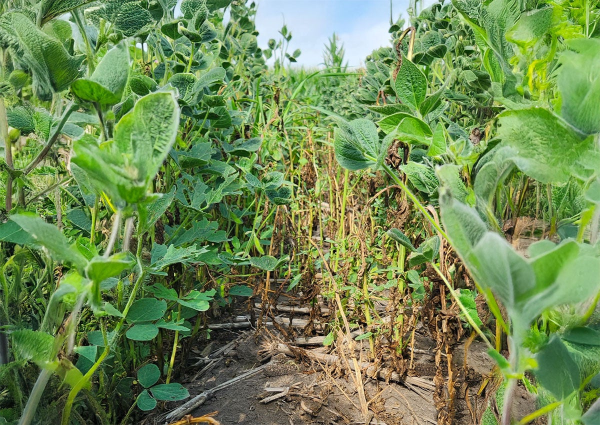 Weeds inhabiting the interrow of soybean. Weeds are exhibiting epinasty and necrosis from the herbicide treatment. Soybeans are green and healthy.