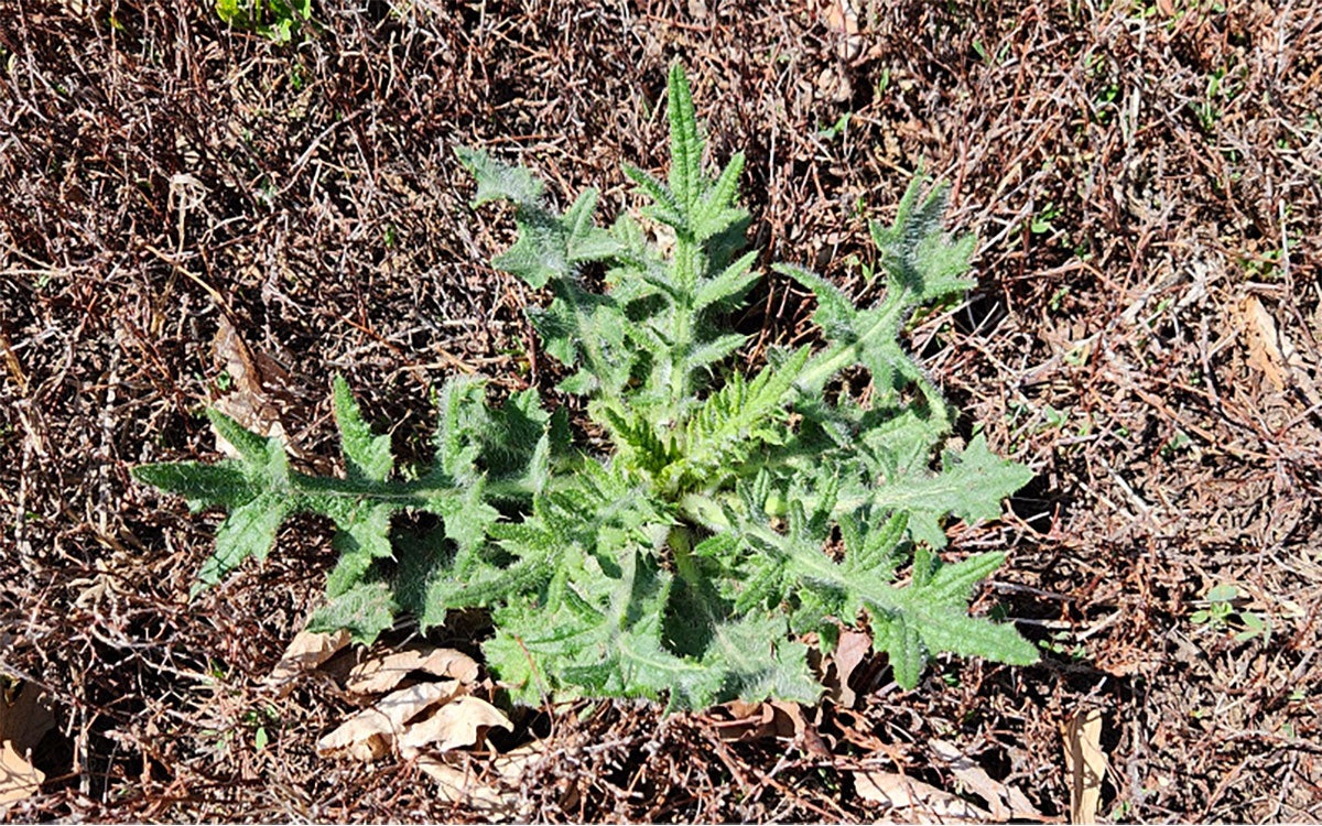 Small, green, basal rosette of bull thistle surrounded by brown grass.
