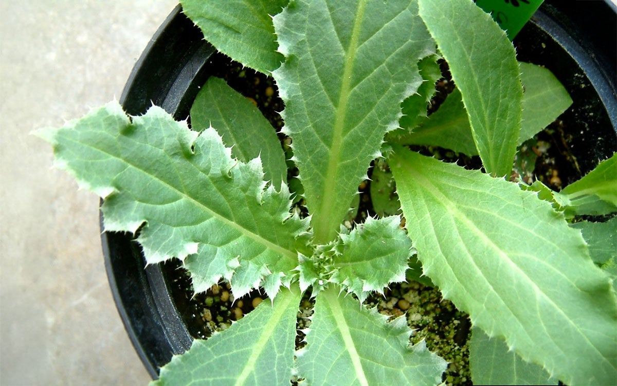 Green musk thistle within black pot and a white background.