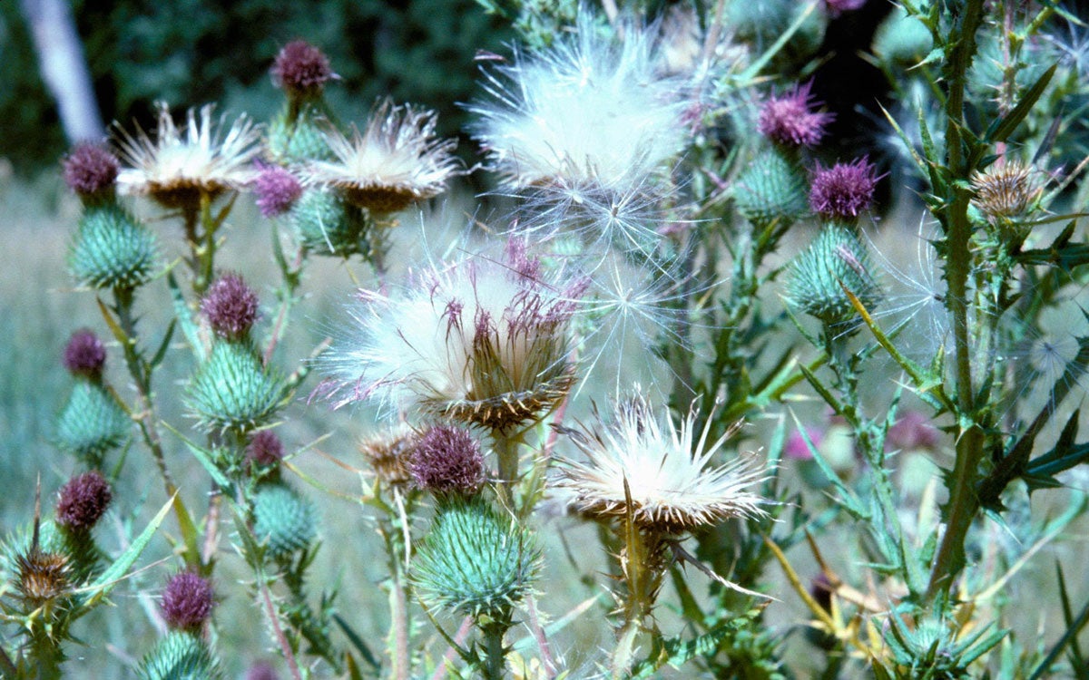 Green thistle plants with purple flowers and white seeds throughout.
