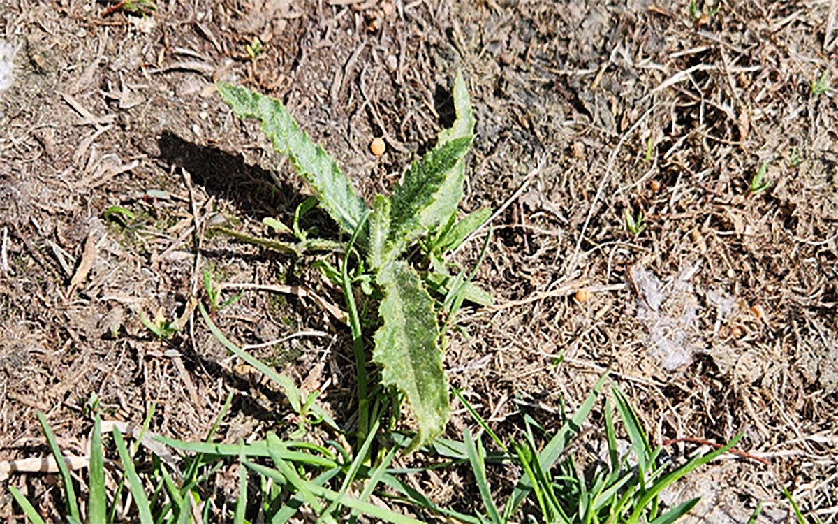 Small, green Canada thistle plant surrounded by brown grass.