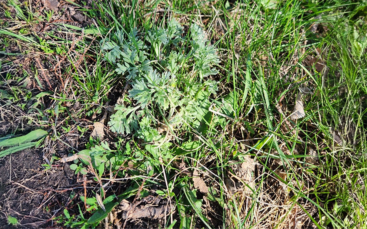Small, green, absinth wormwood plant surrounded by green grass.