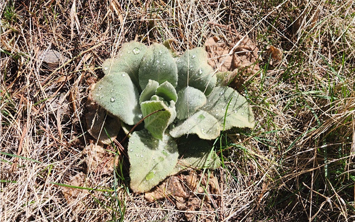 A small, light-green common mullein surrounded by brown grass.