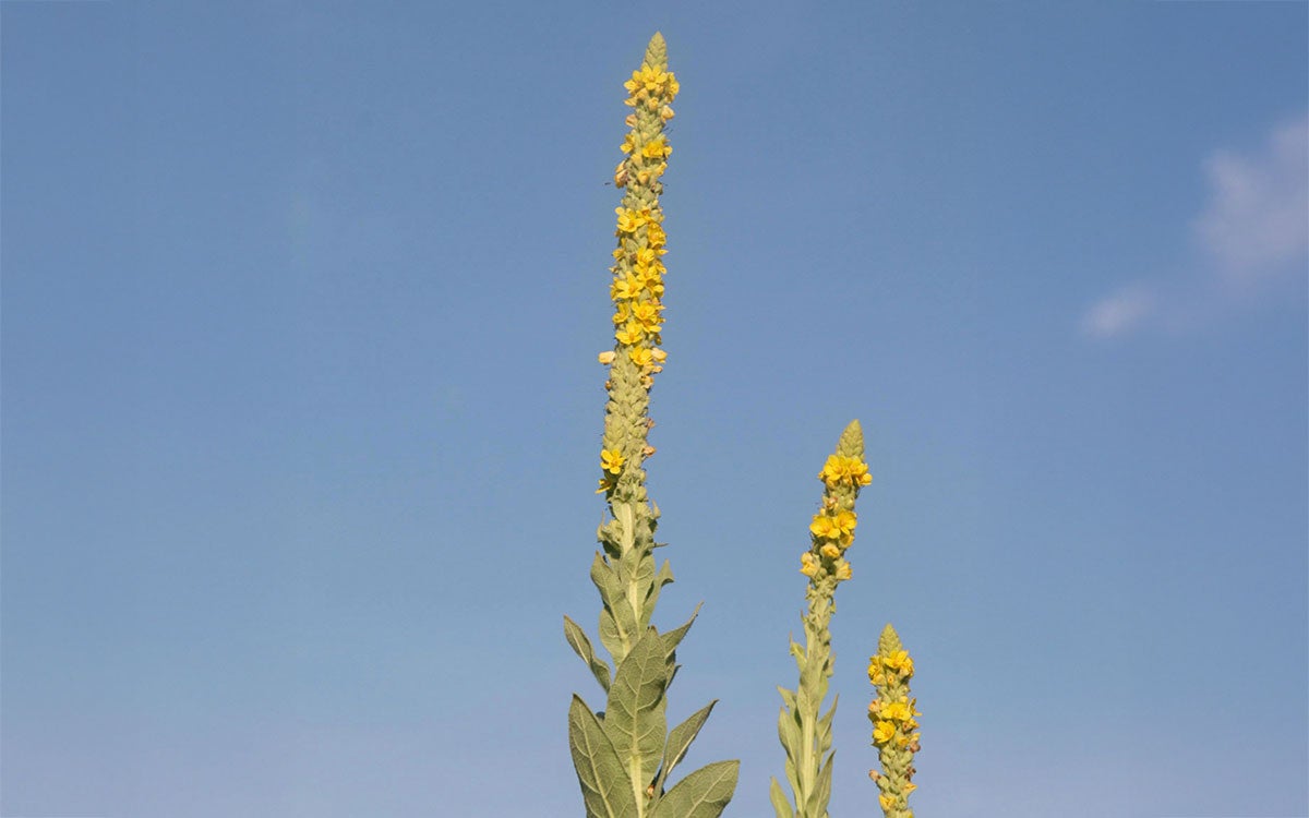 A green common mullein with yellow flowers with a blue background.