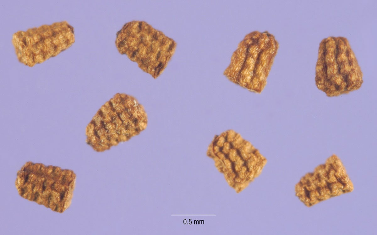 Eight, brown seeds of common mullein with a blue background and a scale of 0.5 mm shown.