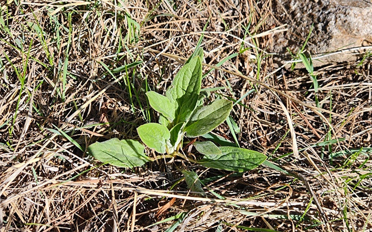 A green rosette of houndstongue surrounded by brown grass.