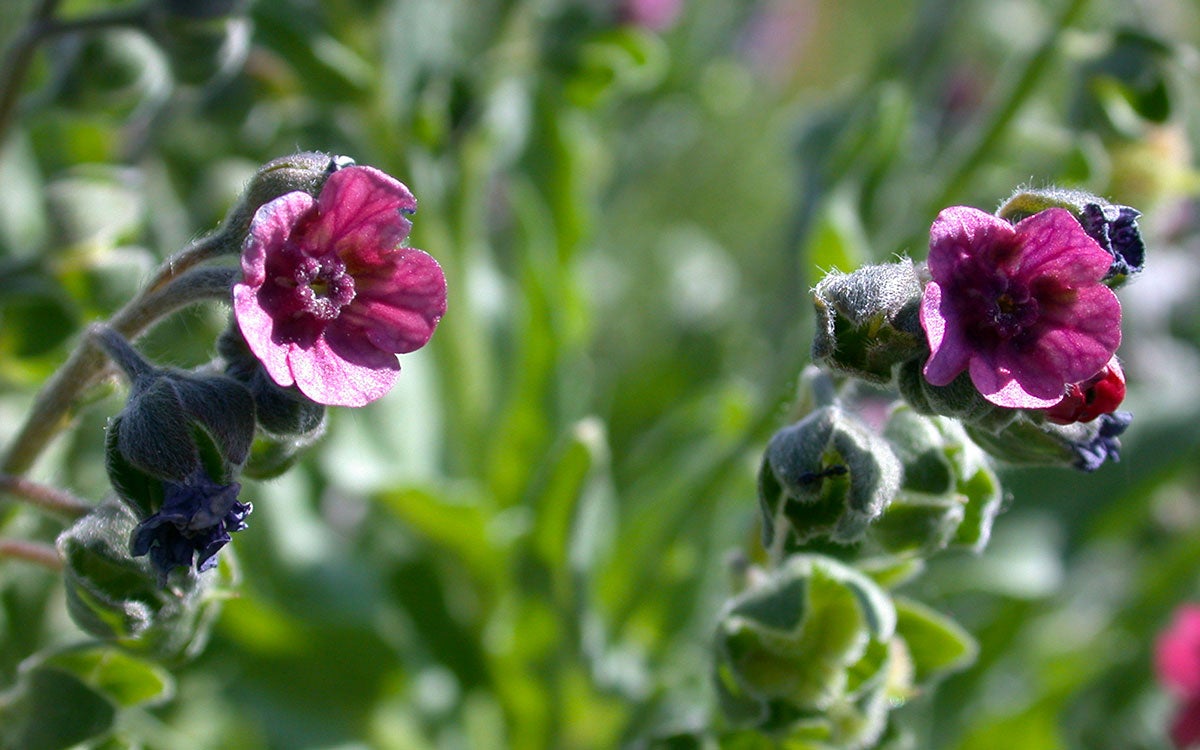 Green plants throughout with two, magenta colored flowers of houndstongue within focus.