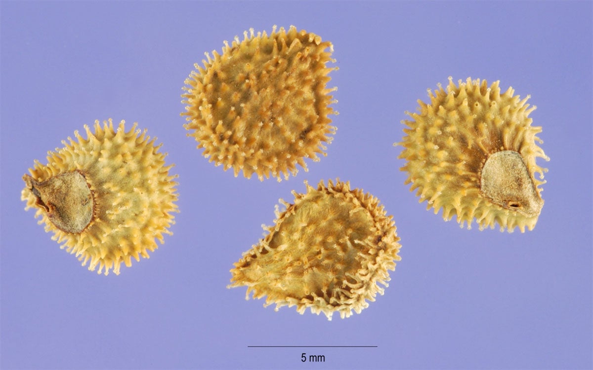 Four tannish, yellow seeds of houndstongue with a blue background and a scale of 0.5 mm shown.