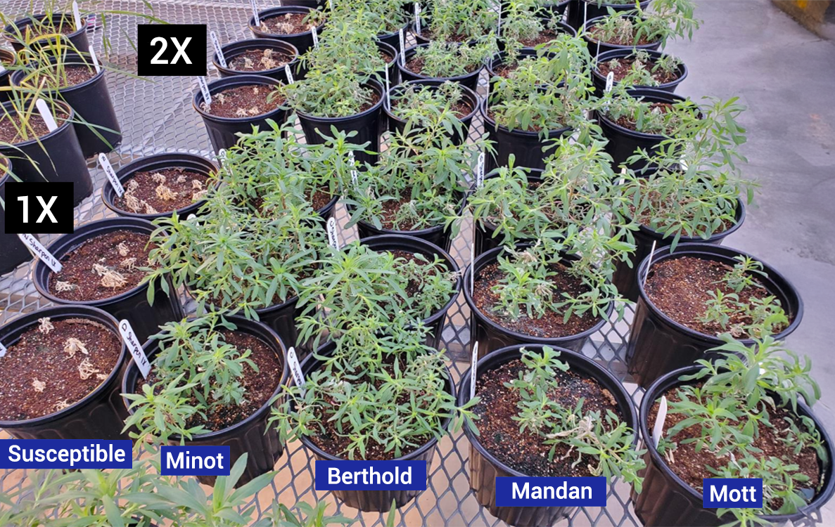 Multiple black pots with green kochia plants within. Blue text boxes with white words added to the photo to explain the 4, North Dakota locations and a susceptible control.