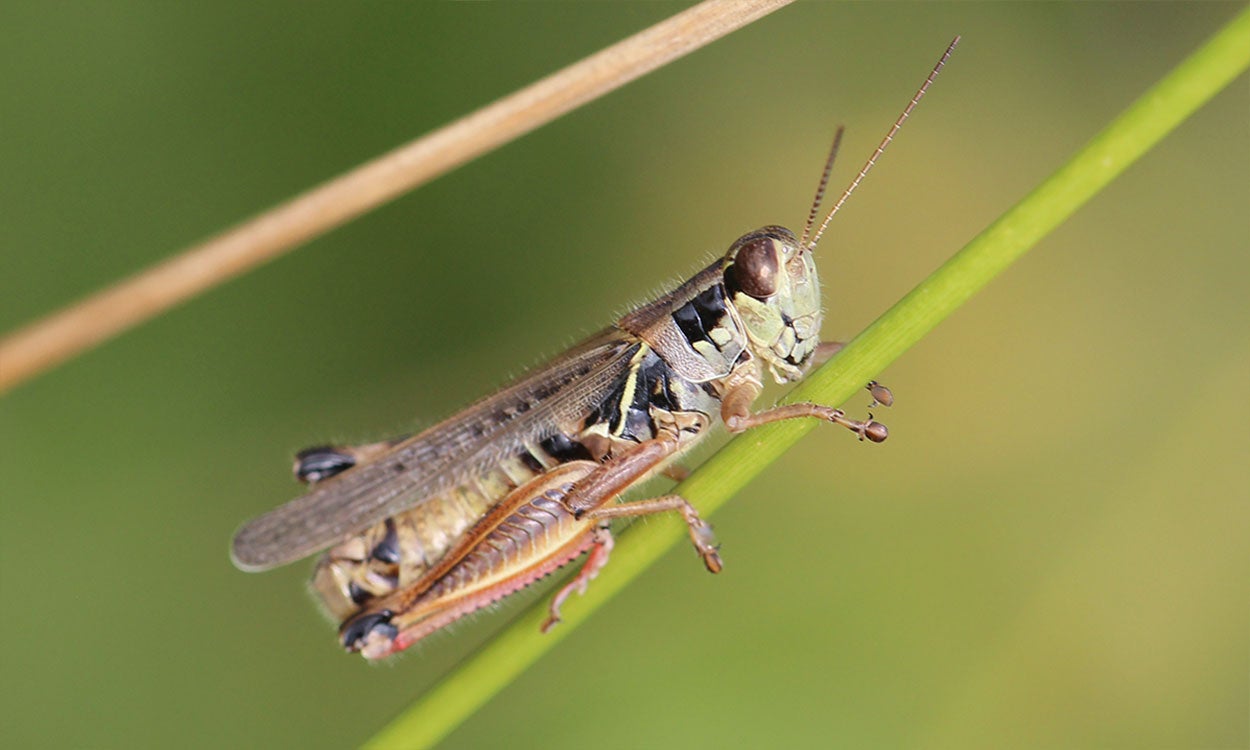 Grasshopper with red hind tibia. It’s sitting on a green grass stem