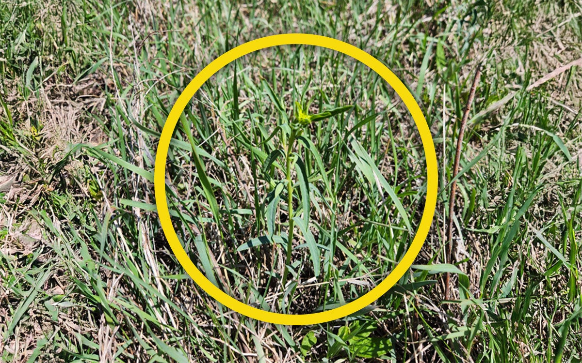 A green leafy spurge plant surrounded by an inserted, blue circle. Various brown and green plants surround the green leafy spurge plant.