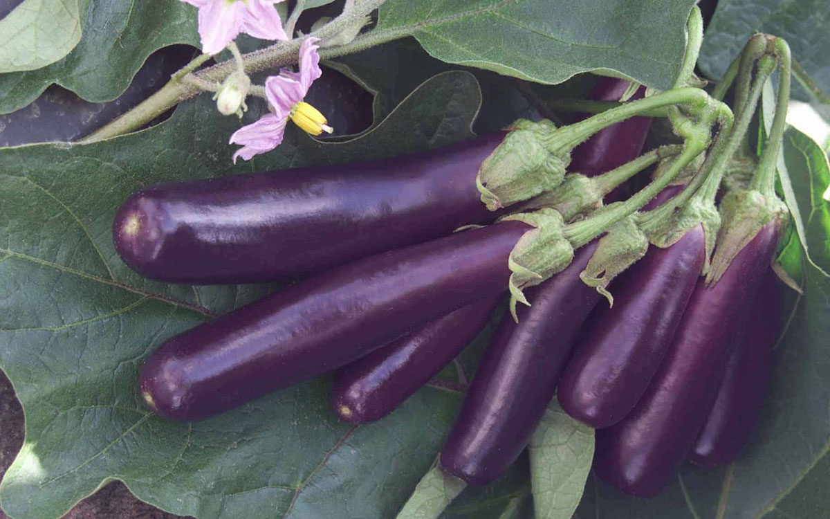 Cluster of slender, purple Hansel eggplants on a vine.