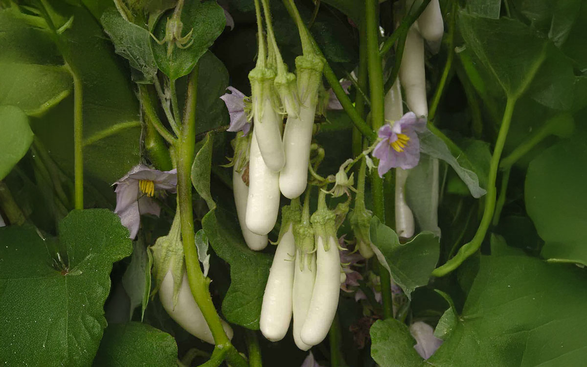 Cluster of slender, white Gretel eggplants on a vine.