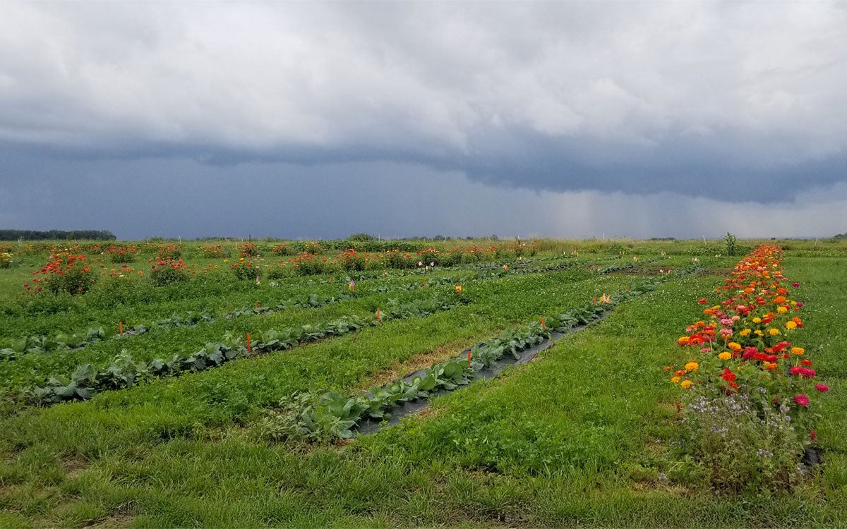 Rows of cabbage and flowers growing in a research plot with a storm in the background.