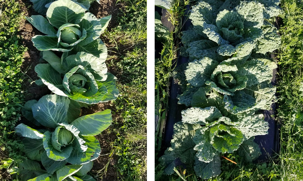 Rows of ‘Farao’ and ‘Famosa’ cabbage growing in a research plot.