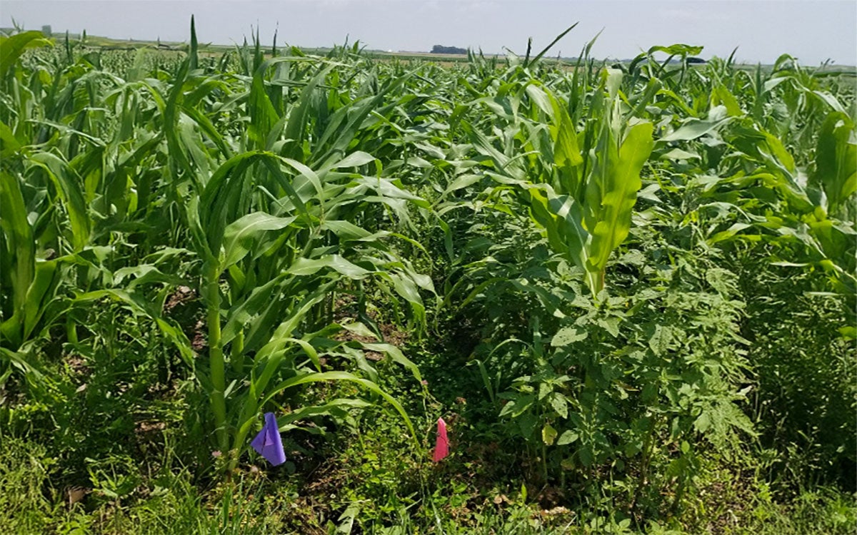 Tall rows of corn in a research field with smaller rows of Kura clover in between them.