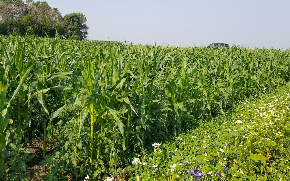 Tall rows of corn on a research plot adjacent to rows of buckwheat cover crops.