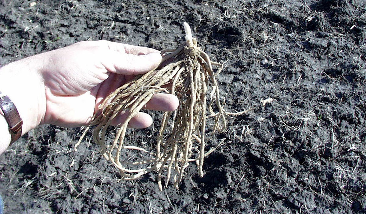 A hand holding an asparagus plant.