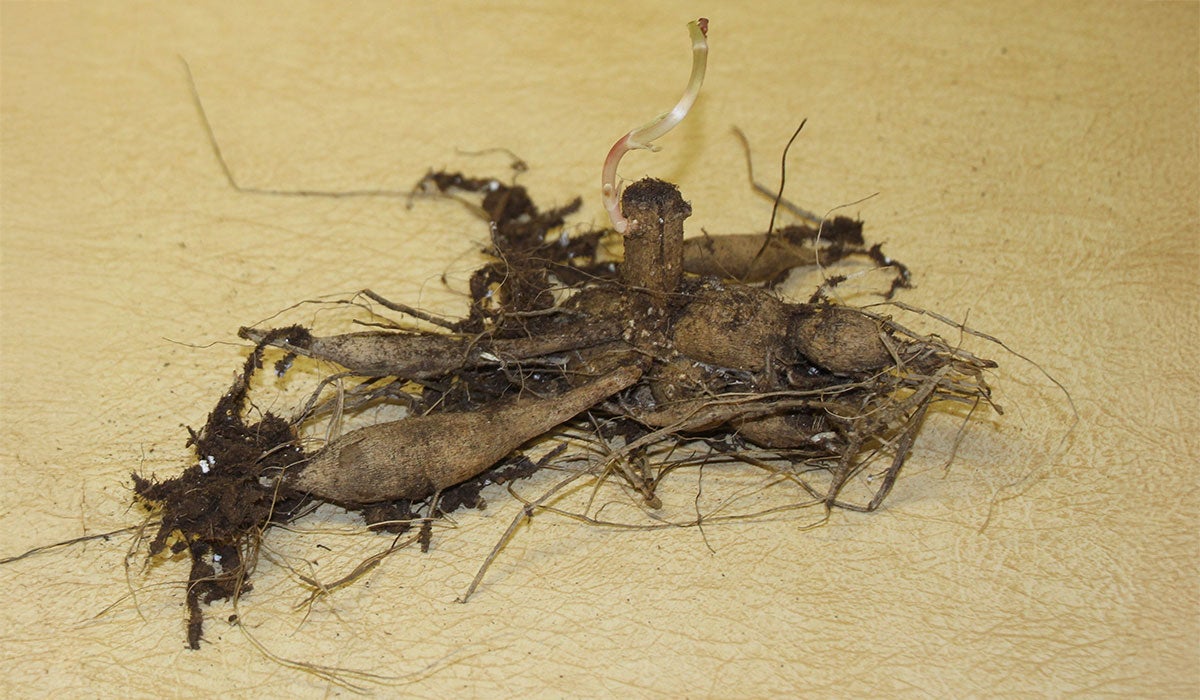 a brown, rooty plant sitting on a white surface